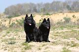 SCHIPPERKE 178